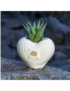 Vaso cuore Linea Spirale in ceramica beige H 10 cm con pianta grassa vera | Naturalmente -NATURALMENTE
