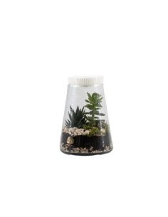 Terrarium in vetro Ø 15 cm con pianta vera e tappo bianco | Naturalmente -NATURALMENTE