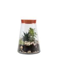 Terrarium in vetro Ø 15 cm con pianta vera e tappo arancione | Naturalmente -NATURALMENTE