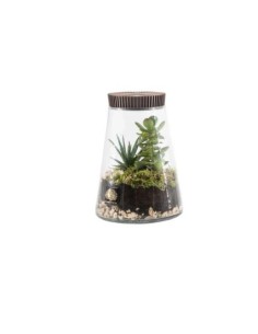 Terrarium in vetro Ø 15 cm con pianta vera e tappo marrone | Naturalmente -NATURALMENTE