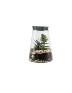 Terrarium in vetro Ø 15 cm con pianta vera e tappo verde | Naturalmente -NATURALMENTE