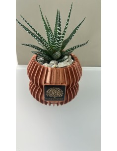 Vaso arancione Linea 3D Ø 9 cm con Haworthiopsis attenuata vera, pianta zebra | Naturalmente -NATURALMENTE