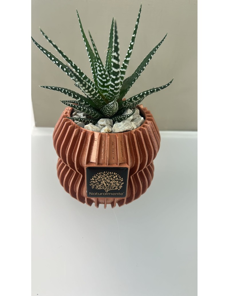 Vaso arancione Linea 3D Ø 9 cm con Haworthiopsis attenuata vera, pianta zebra | Naturalmente -NATURALMENTE