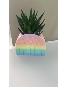 Vaso arcobaleno pastello H 9 cm con Haworthia limifolia vera | Naturalmente -NATURALMENTE