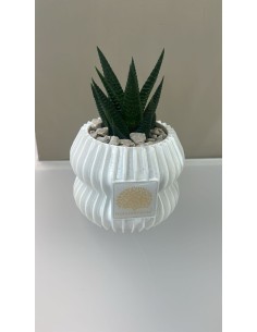 Vaso 3D in ceramica bianca con piantina grassa vera, H 7 cm | Naturalmente -NATURALMENTE