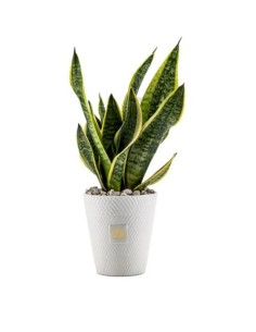 Vaso in ceramica bianca a trama geometrica con Sansevieria vera, H 13 cm | Naturalmente -NATURALMENTE