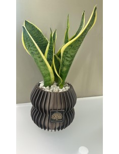 Vaso 3D in ceramica marrone con Sansevieria vera, H 10 cm | Naturalmente -NATURALMENTE
