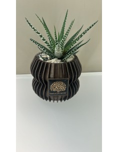 Vaso marrone Linea 3D Ø 9 cm con Haworthiopsis attenuata vera (pianta zebra) | Naturalmente -NATURALMENTE