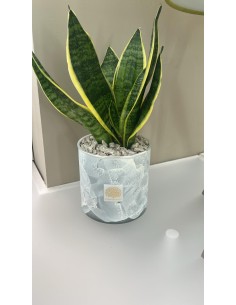 Vaso Nuvola in ceramica con Sansevieria vera, H 12 cm | Naturalmente -NATURALMENTE