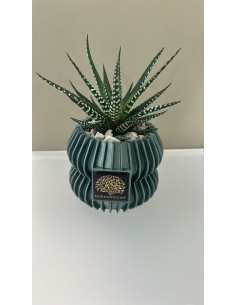Vaso verde Linea 3D Ø 9 cm con Haworthiopsis attenuata vera (pianta zebra) | Naturalmente -NATURALMENTE